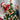 NoelDelight | Kerstboom Decor Hangende Ornamenten - Bliss Home