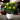 LemonBliss | Kunstplant - Bliss Home