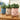 PlantPals | Creatieve Plantenknuffel - Bliss Home