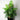 BotanicalBliss | Luxe Kunstplanten Voor Huis en Tuin - Bliss Home