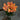 LightBloom | Decoratieve Tulpen - Bliss Home