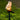 ShinePillar | Tuinlamp met Zonne-energie en Paal - Bliss Home