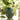 SunLoom | Zonne Tuinlantaarn voor Sfeerverlichting - Bliss Home