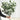 EucaLoom – Gedroogde Eucalyptusbladeren voor Natuurlijke Decoratie - Bliss Home