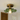 Moderne Hibiscus Plafondlamp met Groene Glazen Kap en Messing Armatuur – LED Plafonniere voor Slaapkamer of Woonkamer 1