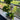 PlantLoom – In Hoogte Verstelbare Plantenstandaard met 4 Niveaus - Bliss Home