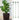 PlantEase – Verstelbare Plantensteunen Set van 20 Stuks - Bliss Home