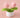 WolBloem | Decoratieve Potplant - Bliss Home