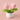 WolBloem | Decoratieve Potplant - Bliss Home