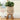 PlantPals | Creatieve Plantenknuffel - Bliss Home
