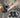 SafesWalk | Reflecterende Hondenriem met Compartment - Bliss Home