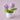 WolBloem | Decoratieve Potplant - Bliss Home