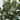 EucaLoom – Gedroogde Eucalyptusbladeren voor Natuurlijke Decoratie - Bliss Home