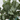 EucaLoom – Gedroogde Eucalyptusbladeren voor Natuurlijke Decoratie - Bliss Home