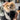 TravelPaws | Outdoor Dierenrugzak met Mesh - Bliss Home