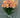 LightBloom | Decoratieve Tulpen - Bliss Home