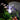 AuraGlow | Zonneballen met Engelenlicht - Bliss Home