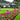 FloraSnack – Bloemvormige Vogelvoeder voor Tuinvogels - Bliss Home
