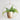 ExtonLeaf – Hangende Plantenpot in Modern Design - Bliss Home